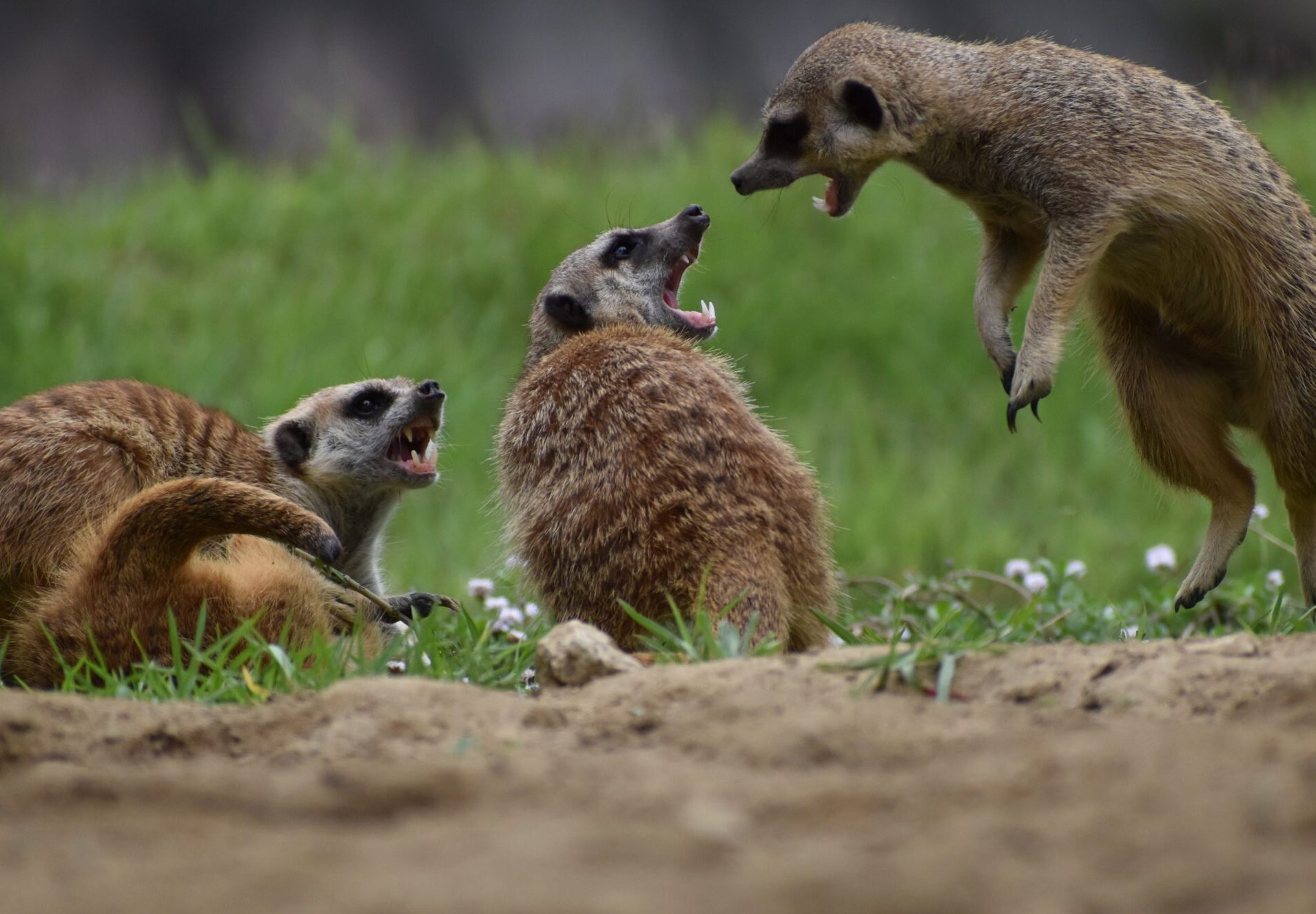 pe-topic mediation meerkat-5255030 Pfad-Skizze – Motiv für Mediation