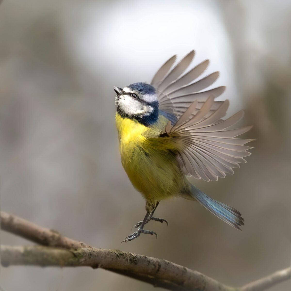 Vogel beim Losfliegen